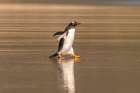 Falkland Islands, Saunders Island. Gentoo penguin walks in shore water. Art Print